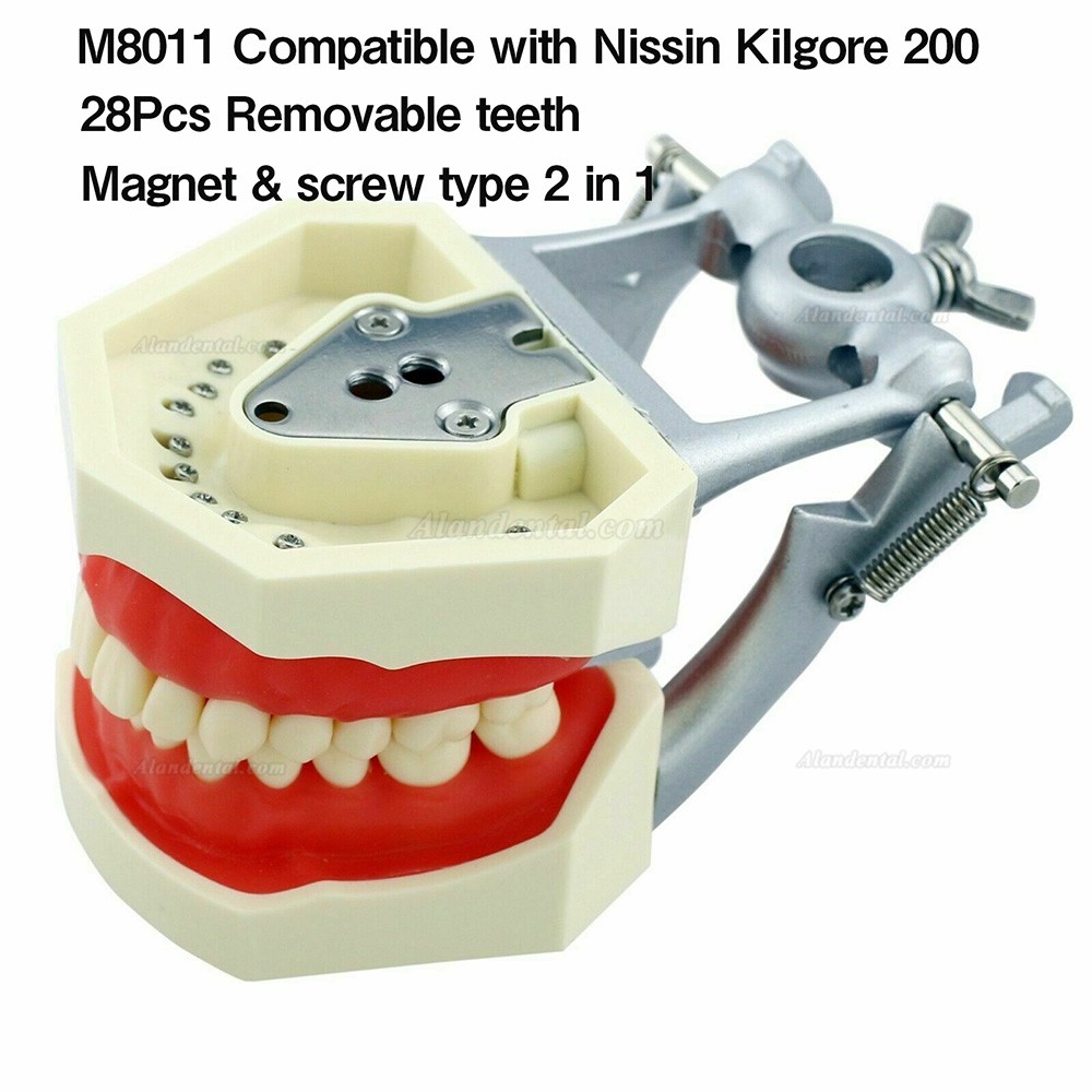 Kilgore NISSIN Style Dental Typodont Model with 28pcs Removable Teeth M8011